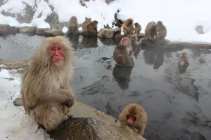 snow-monkeys-1394883__340